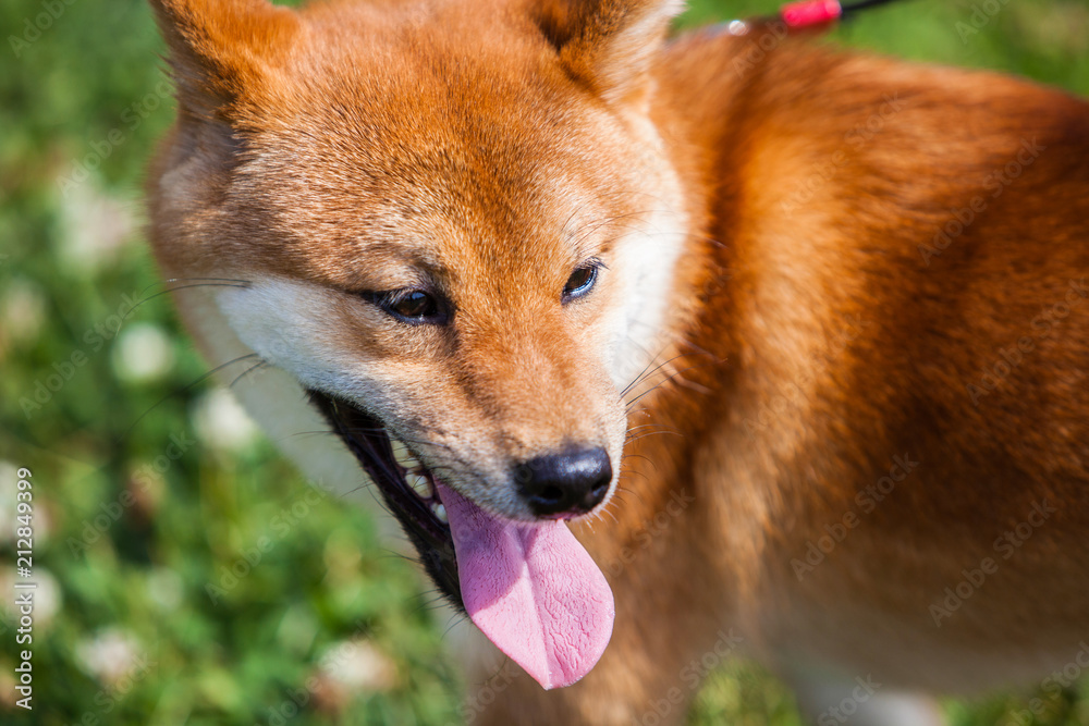 Shiba Inu dog standing over grass Shiba Inu dog standing over grass