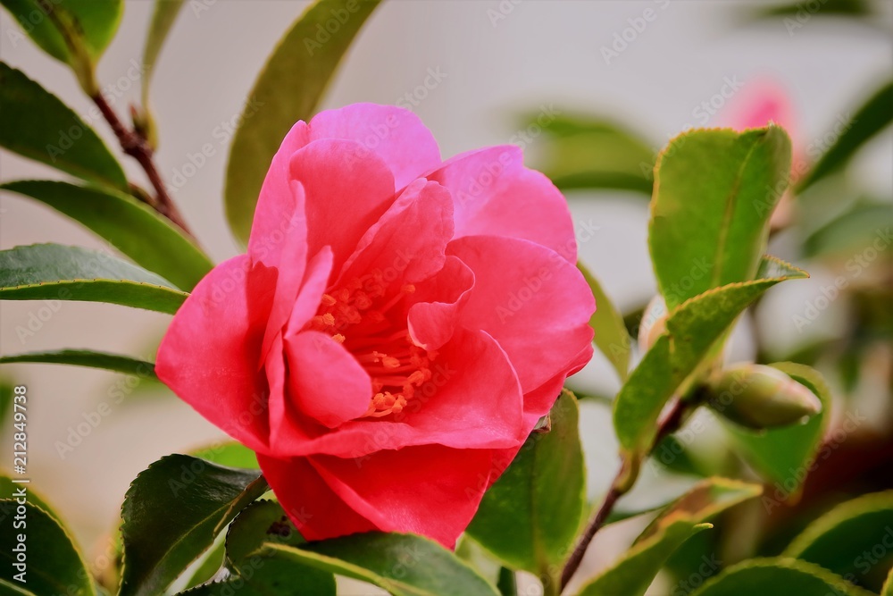 美しい山茶花 美しい山茶花