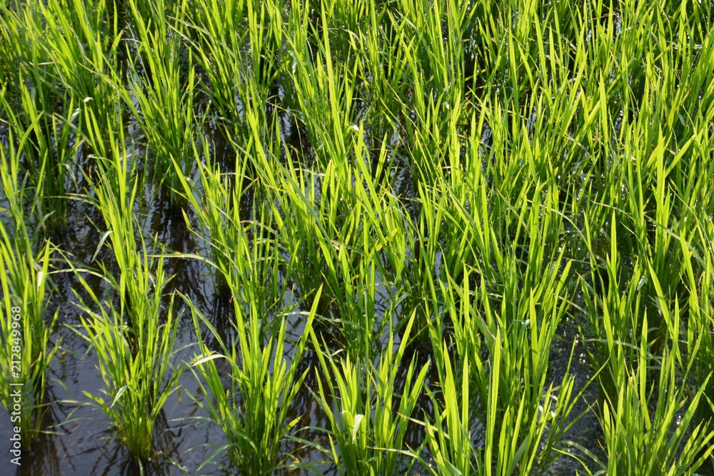 rice cultivation / Scenery of rice field rice cultivation / Scenery of rice field