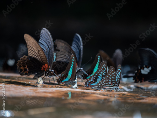 Butterflies at Pangsida National park, Sa Kaeo, eastern of Thailand. photo