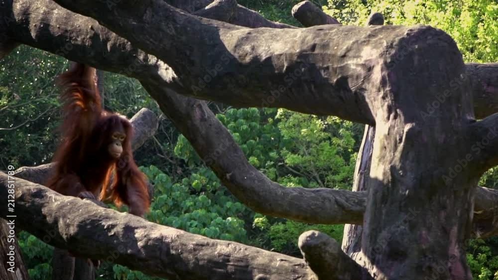 Adult bornean orangutan climbed up on the top of tree at forest in a beautiful sun day. Pongo Pygmaeus hanging on trees of a zoo. Ape native to Indonesia and Malaysia.-Dan Adult bornean orangutan climbed up on the top of tree at forest in a beautiful sun day. Pongo Pygmaeus hanging on trees of a zoo. Ape native to Indonesia and Malaysia.-Dan