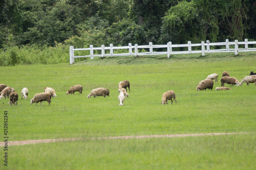 Fototapeta premium sheep in farm with green field
