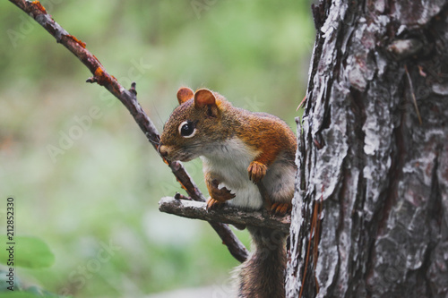 squirrel in tree