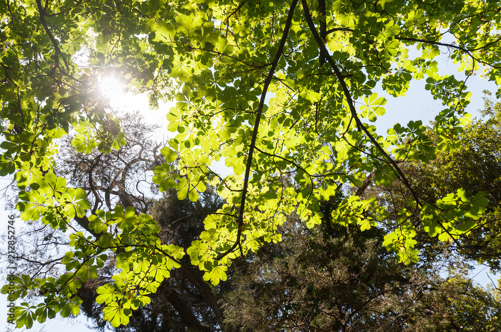 Green leaves of trees in the sun
