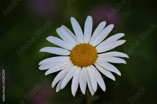 white daisy flower