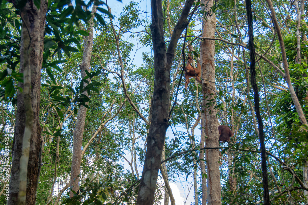 Fototapeta premium Orangutan (orang-utan) in his natural environment in the rainforest on Borneo (Kalimantan) island with trees and palms behind.