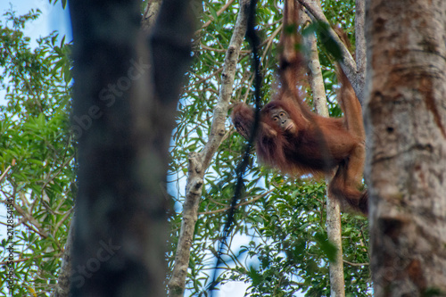 Orangutan (orang-utan) in his natural environment in the rainforest on Borneo (Kalimantan) island with trees and palms behind.