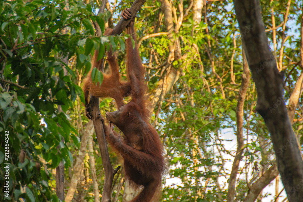 Fototapeta premium Orangutan (orang-utan) in his natural environment in the rainforest on Borneo (Kalimantan) island with trees and palms behind.
