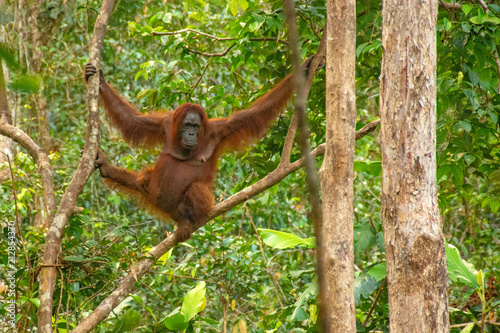 Orangutan (orang-utan) in his natural environment in the rainforest on Borneo (Kalimantan) island with trees and palms behind.