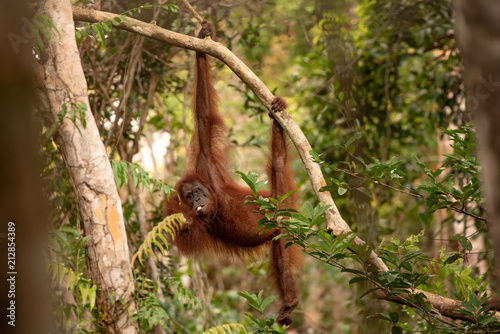 Orangutan (orang-utan) in his natural environment in the rainforest on Borneo (Kalimantan) island with trees and palms behind. © Lukas