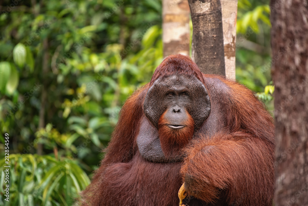 Orangutan (orang-utan) in his natural environment in the rainforest on Borneo (Kalimantan) island with trees and palms behind. Orangutan (orang-utan) in his natural environment in the rainforest on Borneo (Kalimantan) island with trees and palms behind.