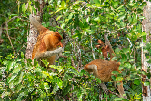  Proboscis monkey (Nasalis larvatus) - long-nosed monkey (dutch monkey) in his natural environment in the rainforest on Borneo (Kalimantan) island with trees and palms behind © Lukas
