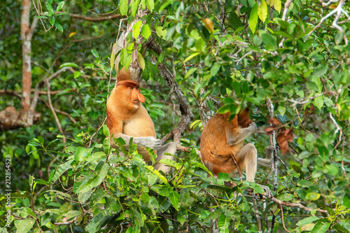  Proboscis monkey  Nasalis larvatus  - long-nosed monkey  dutch monkey  in his natural environment in the rainforest on Borneo  Kalimantan  island with trees and palms behind