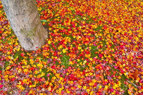 Canvastavla 散り紅葉