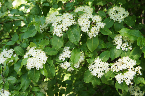 Rusty blackhaw viburnum white flowers on green shrub photo