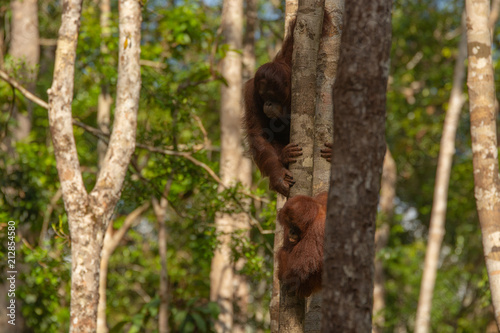 Orangutan (orang-utan) in his natural environment in the rainforest on Borneo (Kalimantan) island with trees and palms behind. © Lukas