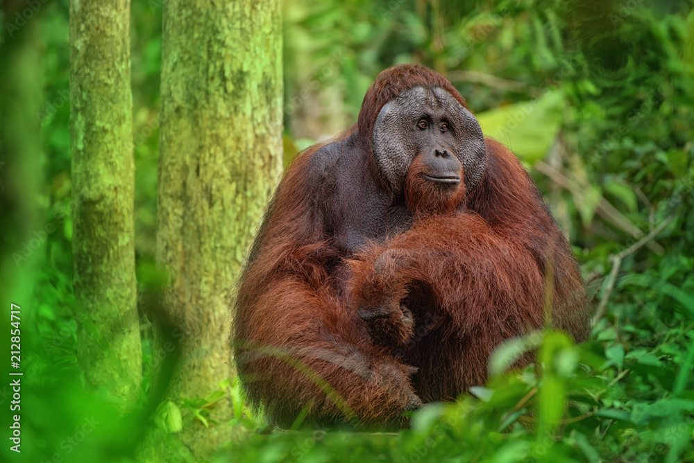 Orangutan (orang-utan) in his natural environment in the rainforest on Borneo (Kalimantan) island with trees and palms behind. Orangutan (orang-utan) in his natural environment in the rainforest on Borneo (Kalimantan) island with trees and palms behind.