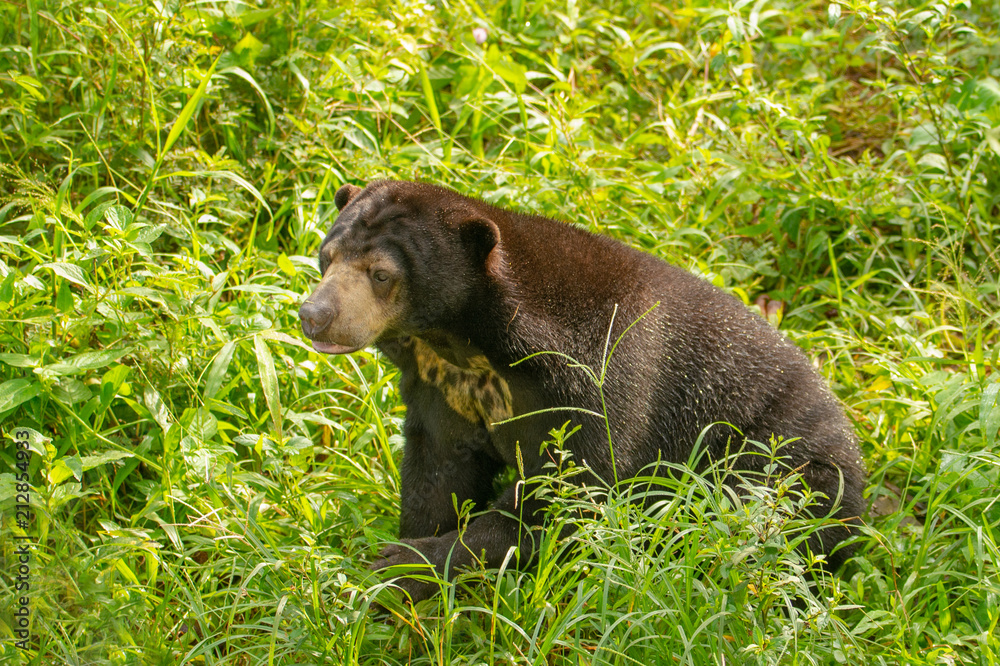 Sun bear (Helarctos malayanus - malaysian bear) in his natural