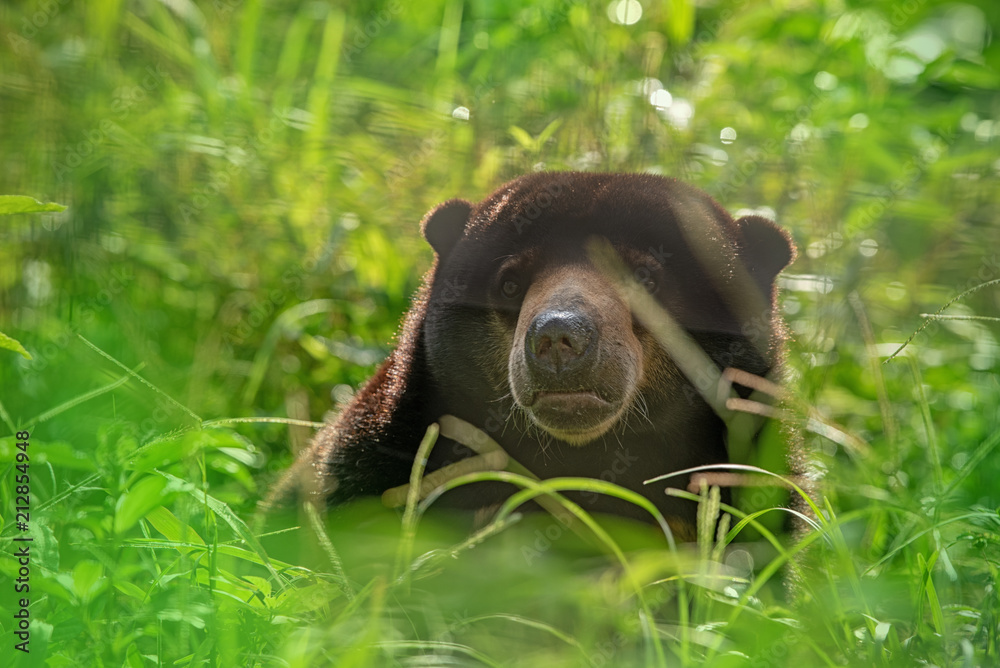 Sun bear (Helarctos malayanus - malaysian bear) in his natural ...
