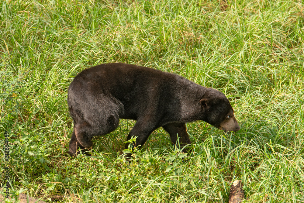 Sun bear (Helarctos malayanus - malaysian bear) in his natural environment in the rainforest on Borneo (Kalimantan) island with grass behind