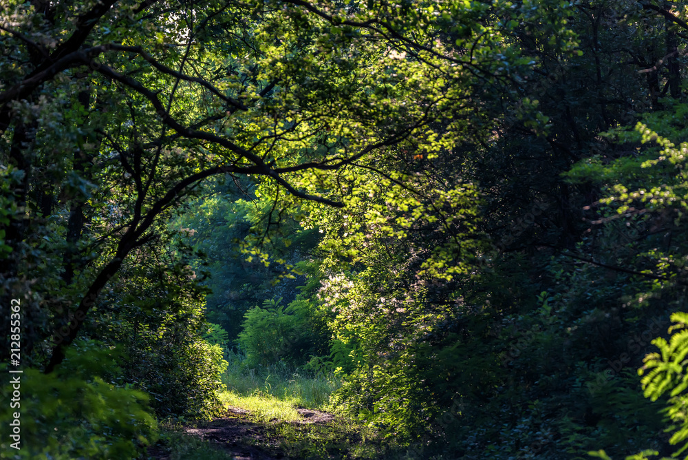Walking path in summer forest on sunny day
