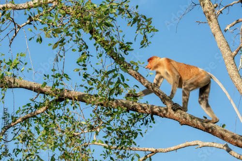 Proboscis monkey (Nasalis larvatus) - long-nosed monkey (dutch monkey) in his natural environment in the rainforest on Borneo (Kalimantan) island with trees and palms behind