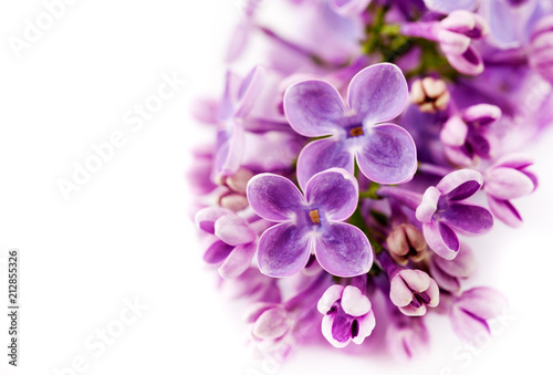 Branch of lilac flowers on a white background