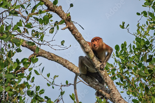 Proboscis monkey  Nasalis larvatus  - long-nosed monkey  dutch monkey  in his natural environment in the rainforest on Borneo  Kalimantan  island with trees and palms behind