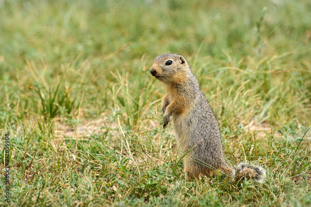 gopher stands grass steppe rodent gopher stands grass steppe rodent