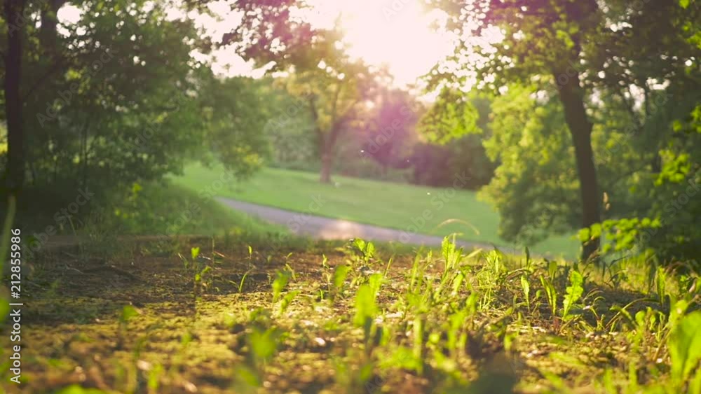 Low height slow-motion dolly shot above grass in a park in sunset times Low height slow-motion dolly shot above grass in a park in sunset times