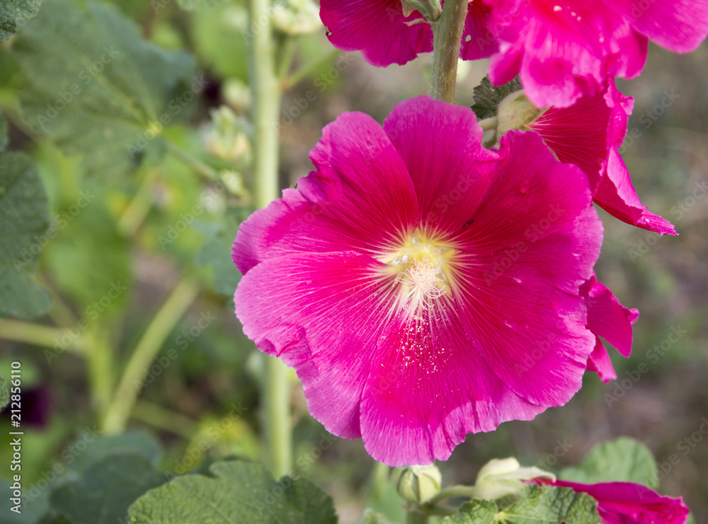 Beautiful flower of pink mallow