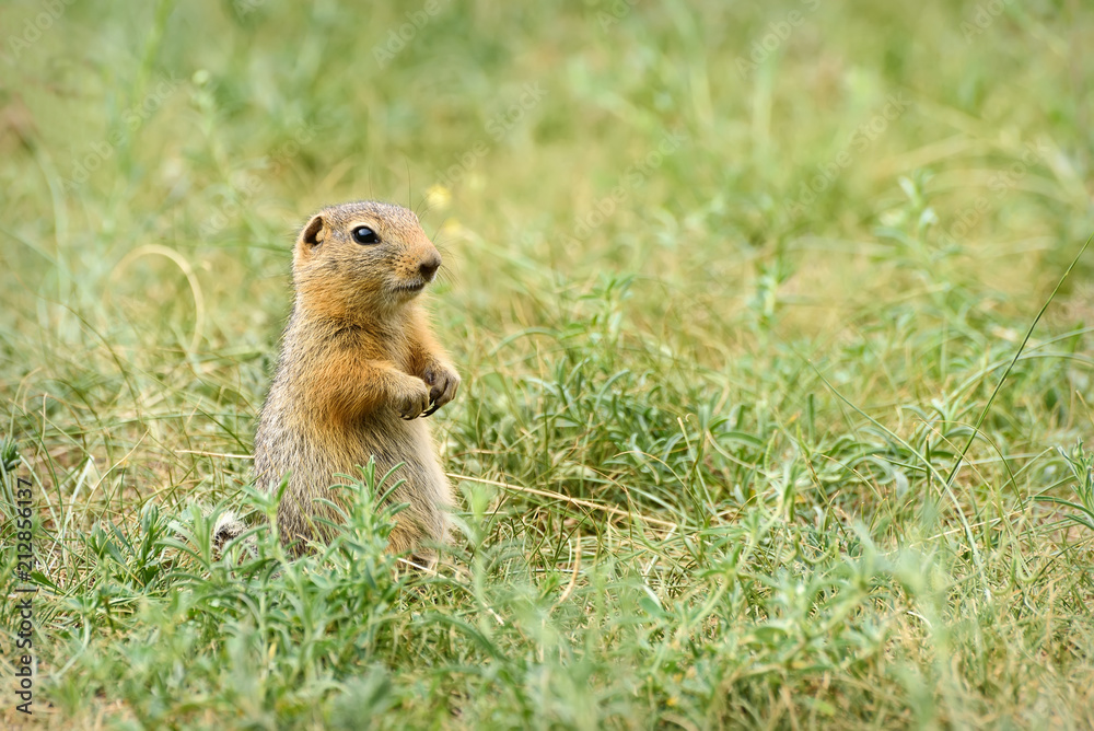 gopher stands grass steppe rodent gopher stands grass steppe rodent