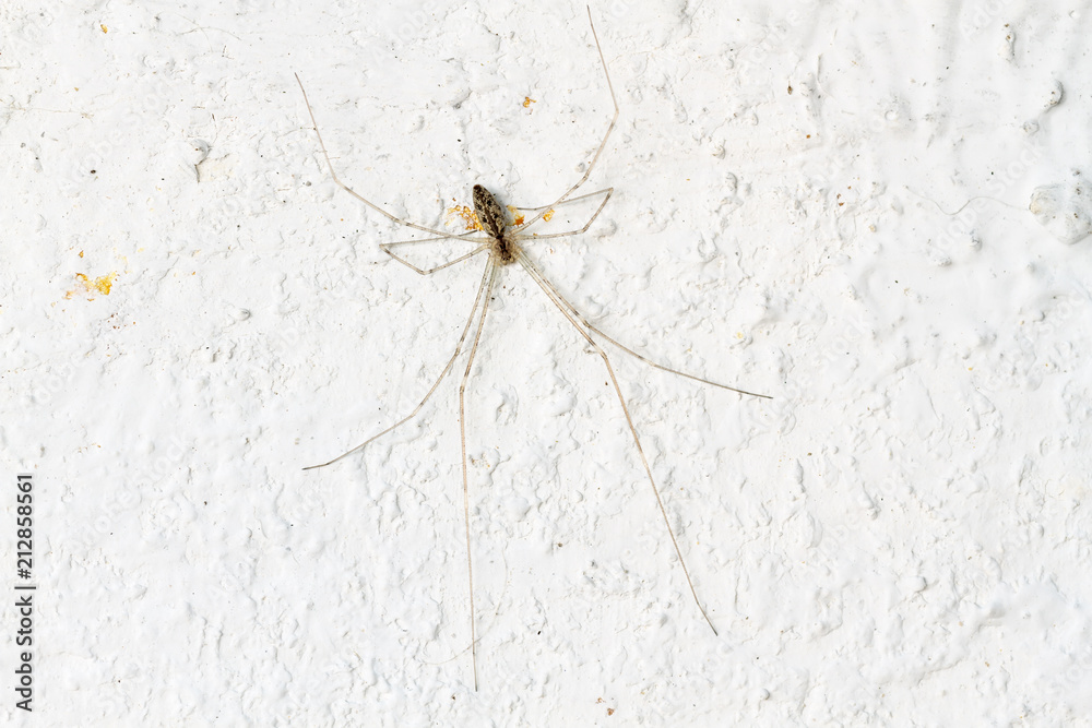 Pholcus phalangioides. Araña de patas largas, en una pared blanca. foto de  Stock | Adobe Stock