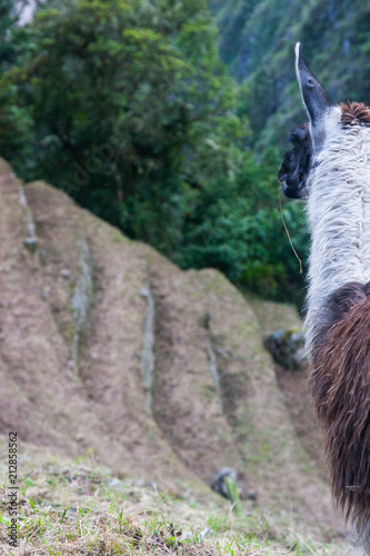 Llamas are used for meat, wool, skin and for transporting heavy loads, a little like donkeys. A male Llama is called a macho, and a female Llama is called an hembra.