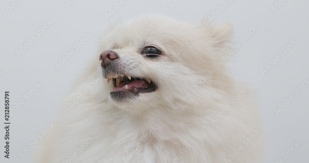 Fototapeta premium White Pomeranian dog feeling angry