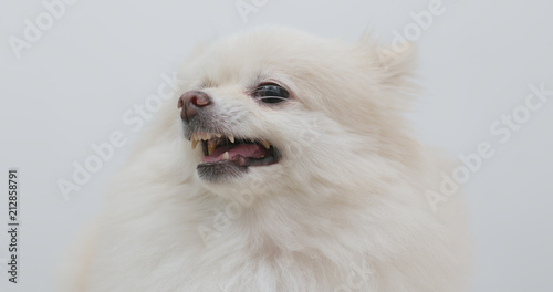 White Pomeranian dog feeling angry