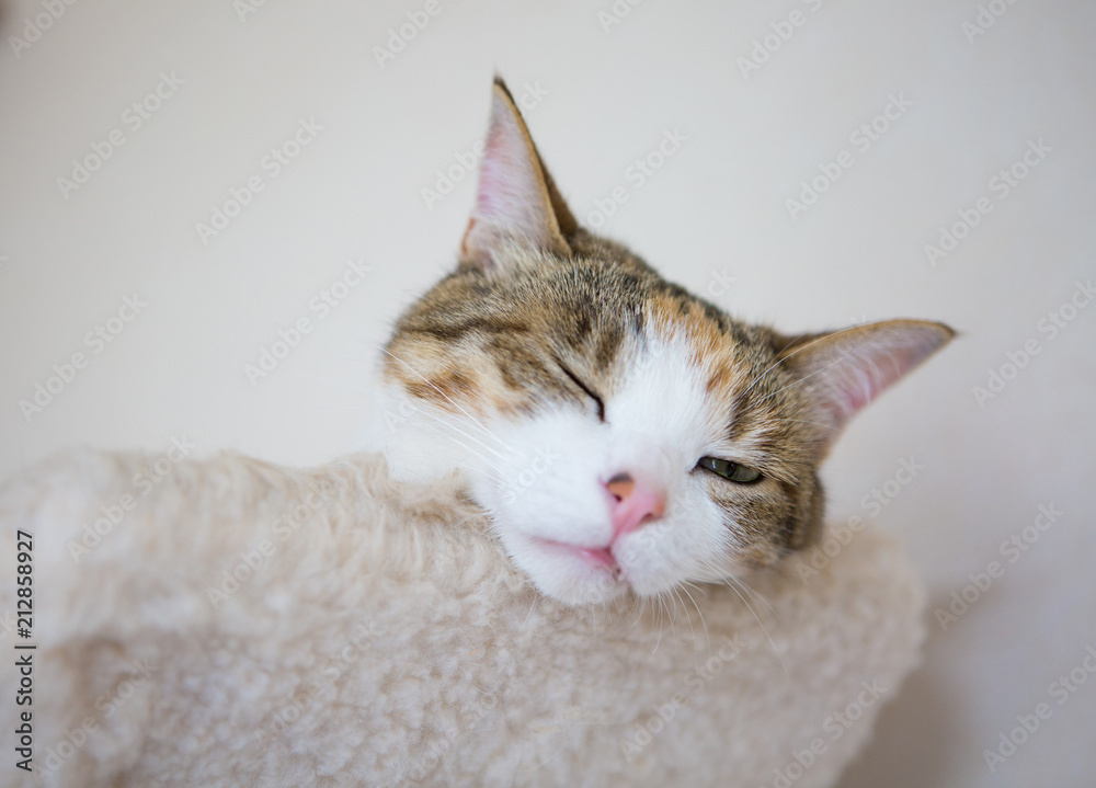 眠い三毛猫さん、sleepy calico cat