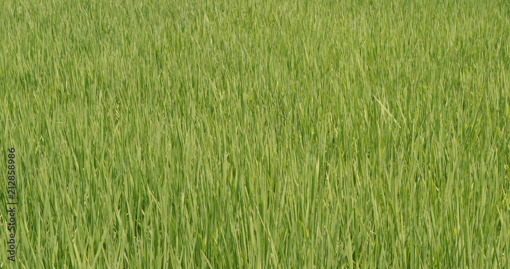 Fresh Paddy rice field in Taiwan, Yilan
