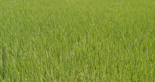 Paddy rice field in Taiwan, Yilan