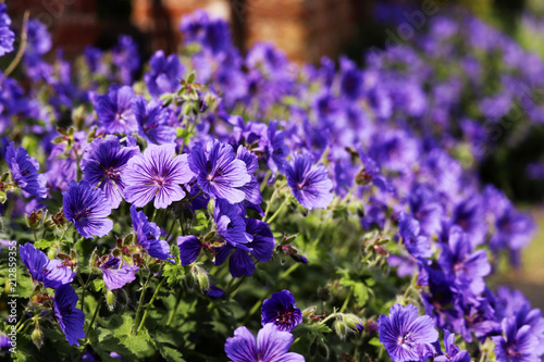 Fototapeta Naklejka Na Ścianę i Meble -  Purple garden flowers
