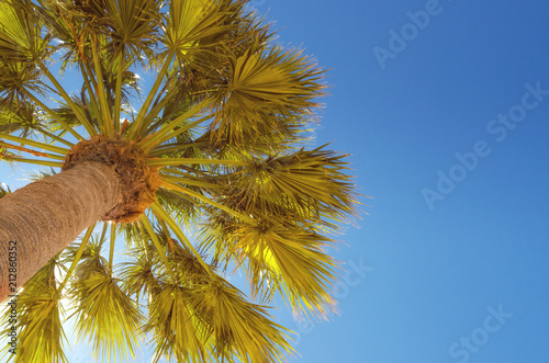 Palm tree viewed from below at sunny day   vintage toned image for summer background or vacation concept.