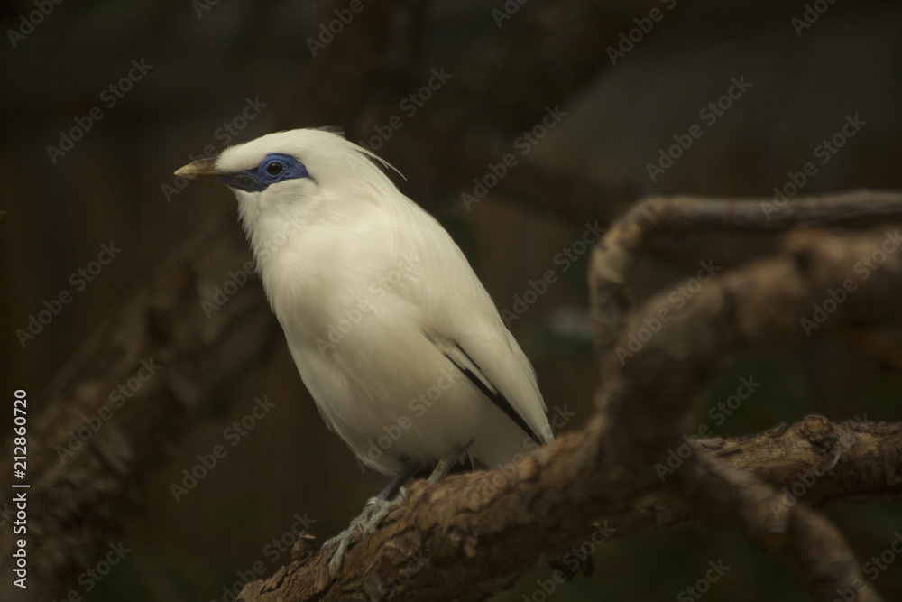 Bali myna (Leucopsar rothschildi). Bali myna (Leucopsar rothschildi).