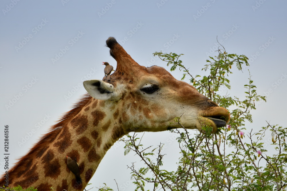 Obraz premium Giraffe