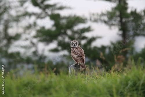  hawaiian short eared owl Big Island Hawaii photo