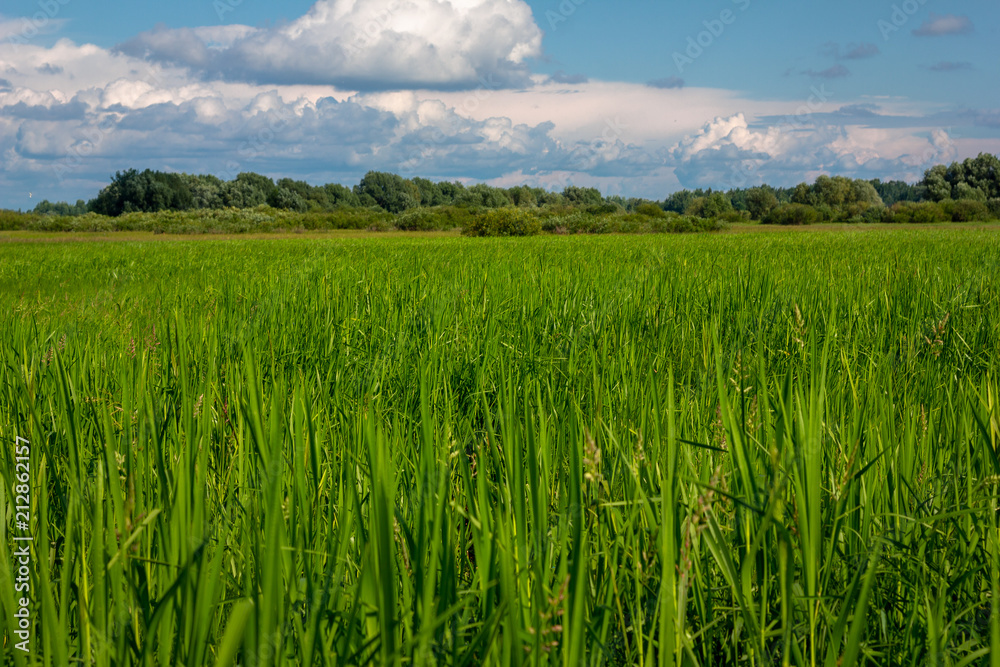 Summer country landscape, lush grass