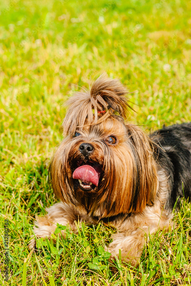 Beautiful Yorkshire Terrier Dog on the green grass Beautiful Yorkshire Terrier Dog on the green grass