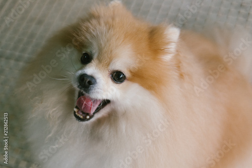 Pomeranian dog cute pets , Selective focus.