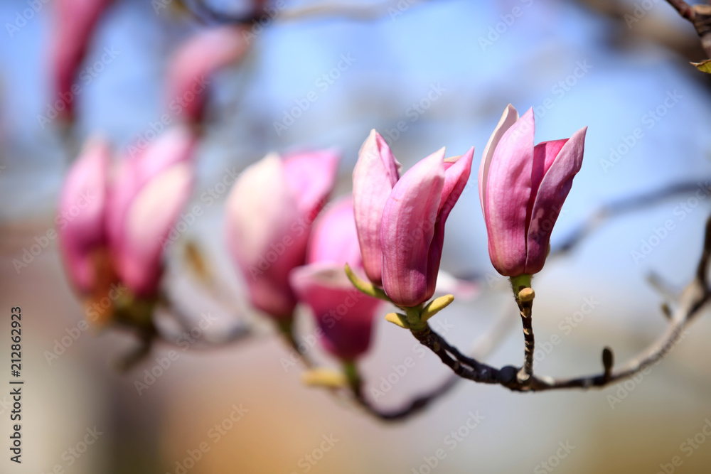 Fototapeta premium Yulan