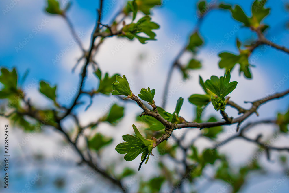 Very beautiful spring and summer background, young branches against the blue sky with clouds and gently green leaves of black currant Very beautiful spring and summer background, young branches against the blue sky with clouds and gently green leaves of black currant