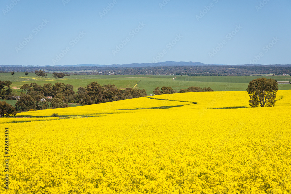 Wide view of canola field in the Barossa Valley, South Australia.
